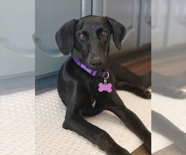 Medium Photo #1 Labrador Retriever-Unknown Mix Puppy For Sale in Fort Worth, TX, USA