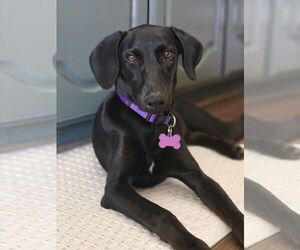 Labrador Retriever-Unknown Mix Dogs for adoption in Fort Worth, TX, USA