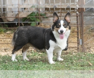 Mother of the Pembroke Welsh Corgi puppies born on 08/07/2021
