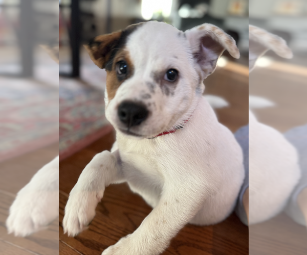 Medium Photo #2 Mutt Puppy For Sale in Candler, NC, USA