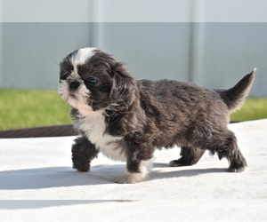 Shih Tzu Puppy for sale in PALM COAST, FL, USA
