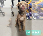 Small #1 Weimaraner Mix