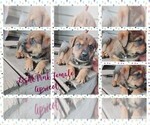 Small Photo #5 English Mastweiler Puppy For Sale in FAIR GROVE, MO, USA