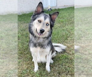 Huskies -Unknown Mix Dogs for adoption in Genesee, WI, USA