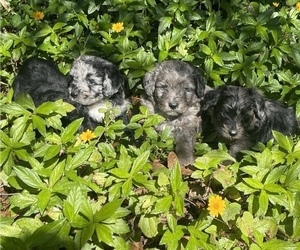 Aussiedoodle Puppy for sale in TAMPA, FL, USA