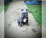 Puppy Jessie James French Bulldog