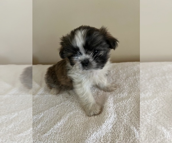 Medium Photo #1 Shih Tzu Puppy For Sale in BALL GROUND, GA, USA