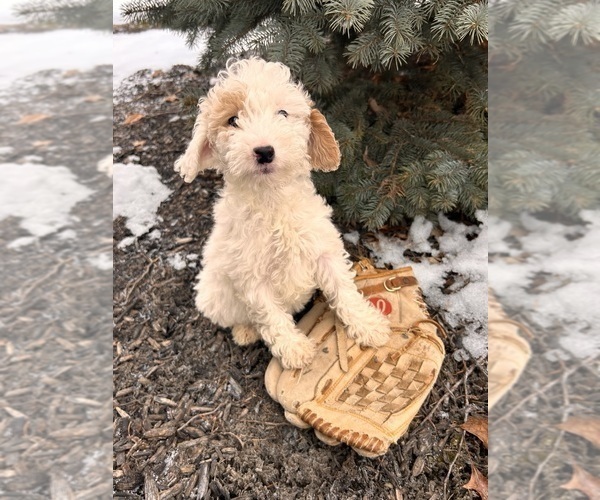 Medium Photo #2 Goldendoodle (Miniature) Puppy For Sale in MIDDLEBURY, IN, USA