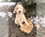 Small #1 Goldendoodle (Miniature)