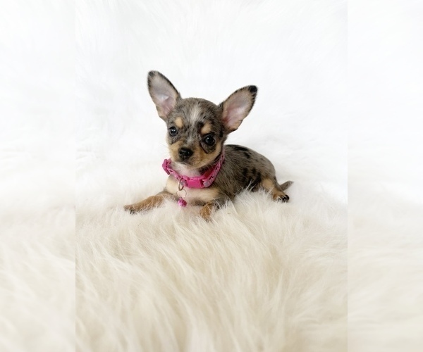 Medium Photo #5 Chihuahua Puppy For Sale in SACRAMENTO, CA, USA