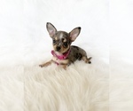 Small #4 Chihuahua