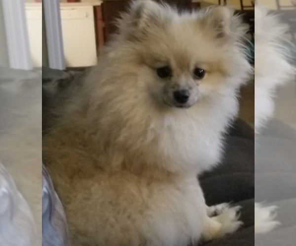 Medium Photo #1 Pomeranian Puppy For Sale in SNELLVILLE, GA, USA