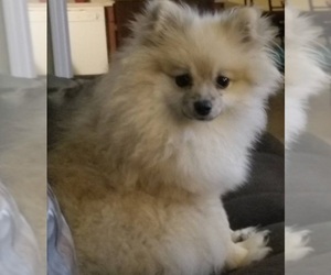 Father of the Pomeranian puppies born on 02/14/2022