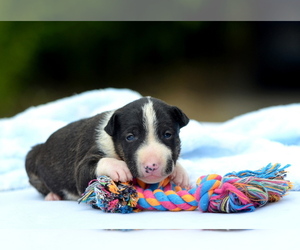 Miniature Bull Terrier Puppy for sale in Kiskoros, Bacs-Kiskun, Hungary