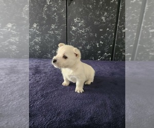 West Highland White Terrier Puppy for sale in LAGRANGE, IN, USA