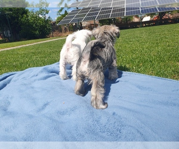 Medium Photo #3 Schnauzer (Miniature) Puppy For Sale in Hatvan, Heves, Hungary