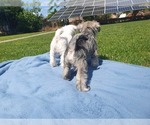 Small #2 Schnauzer (Miniature)