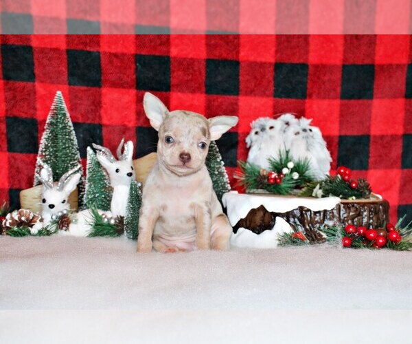 Medium Photo #35 Chihuahua Puppy For Sale in CHARLESTON, AR, USA