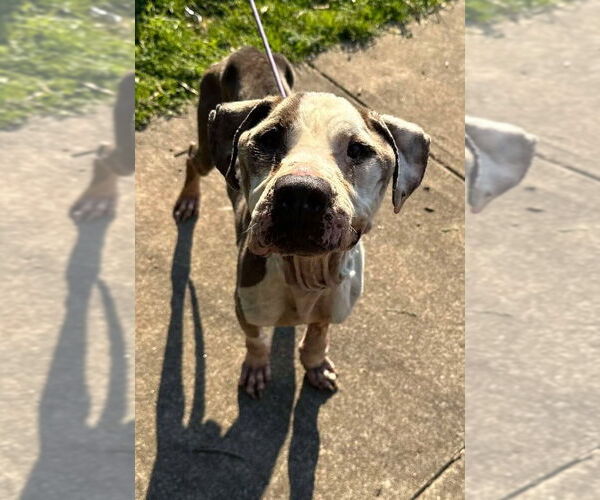 Medium Photo #10 American Pit Bull Terrier-Unknown Mix Puppy For Sale in New York, NY, USA