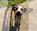 Small #9 American Pit Bull Terrier Mix