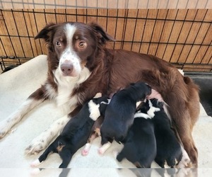 Mother of the Miniature Australian Shepherd puppies born on 08/13/2022