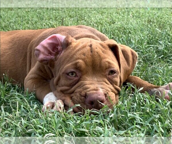 Medium Photo #1 American Bully Puppy For Sale in FORT WORTH, TX, USA
