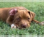 Small Photo #1 American Bully Puppy For Sale in FORT WORTH, TX, USA