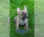 Puppy Royce American Bulldog-French Bulldog Mix