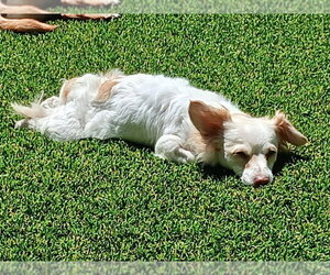 Sugar - Female Chion Dog for Adoption - Photo #14