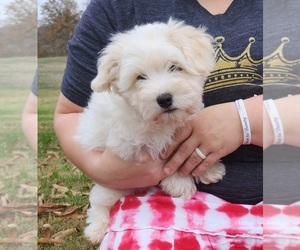 Havachon Puppy for sale in COTTAGE GROVE, TN, USA