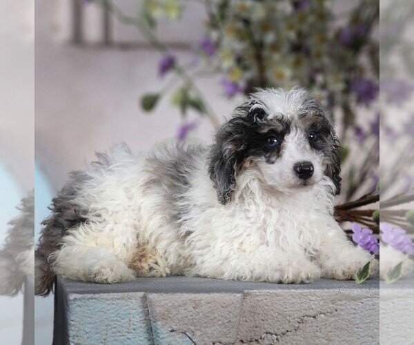 Medium Photo #2 Poodle (Miniature) Puppy For Sale in MILLERSBURG, PA, USA