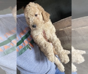 Doodle-Goldendoodle Mix Puppy for sale in MUNFORDVILLE, KY, USA