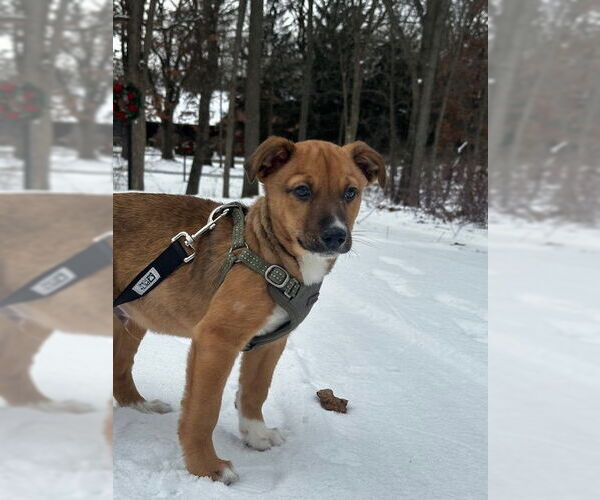 Medium Photo #4 Mutt Puppy For Sale in Plainfield, IL, USA