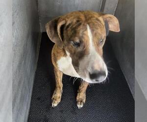 American Staffordshire Terrier-Unknown Mix Dogs for adoption in San Antonio, TX, USA