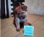 Small Photo #2 German Shepherd Dog Puppy For Sale in CORINTH, KY, USA