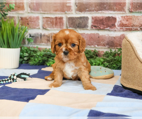 Medium Photo #3 Cavalier King Charles Spaniel Puppy For Sale in SYRACUSE, IN, USA