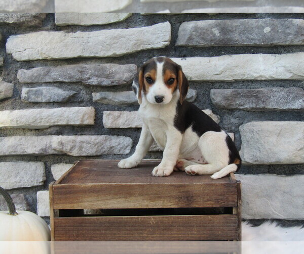 Medium Photo #30 Beagle Puppy For Sale in SUGARCREEK, OH, USA