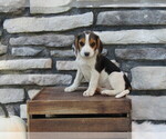 Small Photo #30 Beagle Puppy For Sale in SUGARCREEK, OH, USA