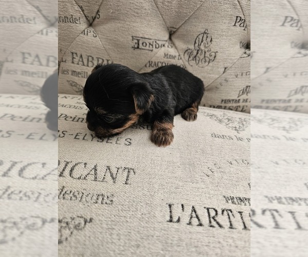 Medium Photo #1 Yorkshire Terrier Puppy For Sale in SALEM, OR, USA