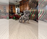 Small Photo #19 French Bulldog Puppy For Sale in HILTON, NY, USA