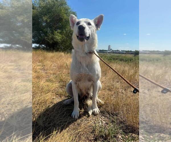 Medium Photo #4 Mutt Puppy For Sale in Calgary, Alberta, Canada