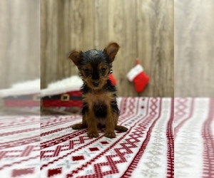 Yorkshire Terrier Puppy for sale in MYRTLE, MO, USA