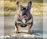 Small Photo #1 French Bulldog Puppy For Sale in MANCHESTER, MI, USA
