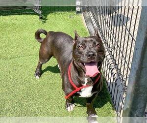 Mutt Dogs for adoption in Orange, CA, USA