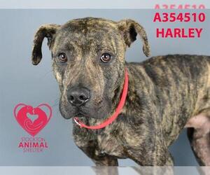 Mutt Dogs for adoption in Stockton, CA, USA