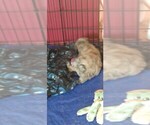 Small Photo #7 Goldendoodle Puppy For Sale in TARPON SPRINGS, FL, USA