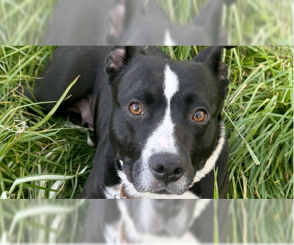 Medium Photo #9 Mutt Puppy For Sale in Springdale, PA, USA