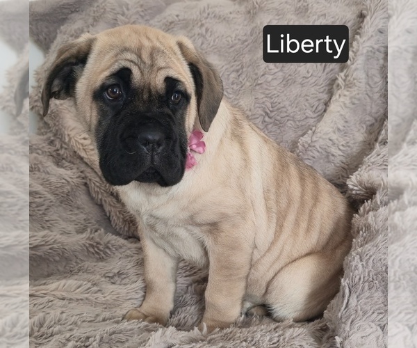 Medium Photo #11 Cane Corso Puppy For Sale in MINERAL WELLS, WV, USA