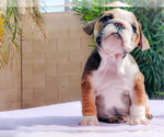 Small Photo #14 English Bulldog Puppy For Sale in LAS VEGAS, NV, USA