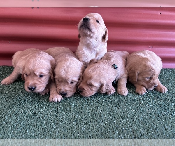 Medium Photo #8 English Cream Golden Retriever Puppy For Sale in CERES, CA, USA